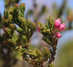 Erica irregularis