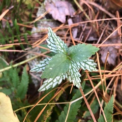 Lamium galeobdolon flavidum