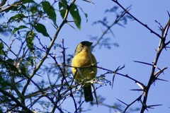 Telophorus olivaceus