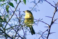 Telophorus olivaceus