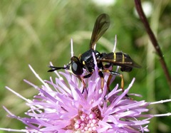 Conops flavipes