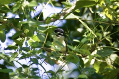 Pogoniulus bilineatus