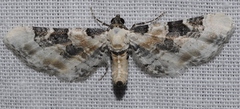 Eupithecia gratiosata