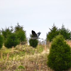 Ardea herodias herodias