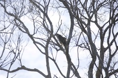 Circaetus fasciolatus