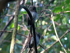 Glaucidium castanotum