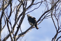 Circaetus fasciolatus
