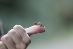 Bradypodion caeruleogula