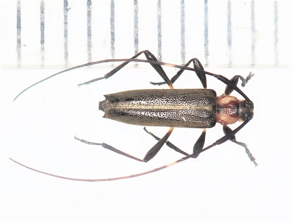 Pseudosparna triangulata
