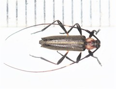Pseudosparna triangulata