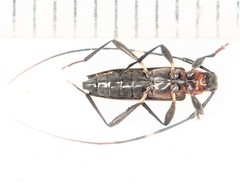 Pseudosparna triangulata