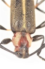 Pseudosparna triangulata