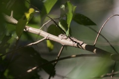 Bradypodion caeruleogula