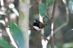 Spermestes bicolor nigriceps