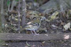 Geokichla guttata