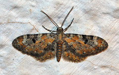 Eupithecia pantellata