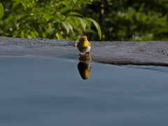 Zosterops ceylonensis