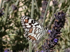 Melanargia ines