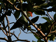 Loriculus beryllinus