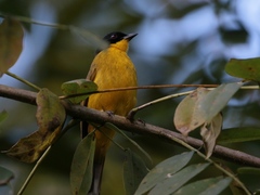 Rubigula melanicterus