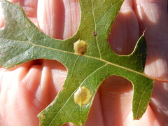 Polystepha pustuloides