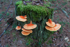 Laetiporus huroniensis
