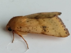 Heliothis acesias