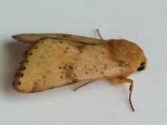 Heliothis acesias