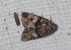 Condica macrosema