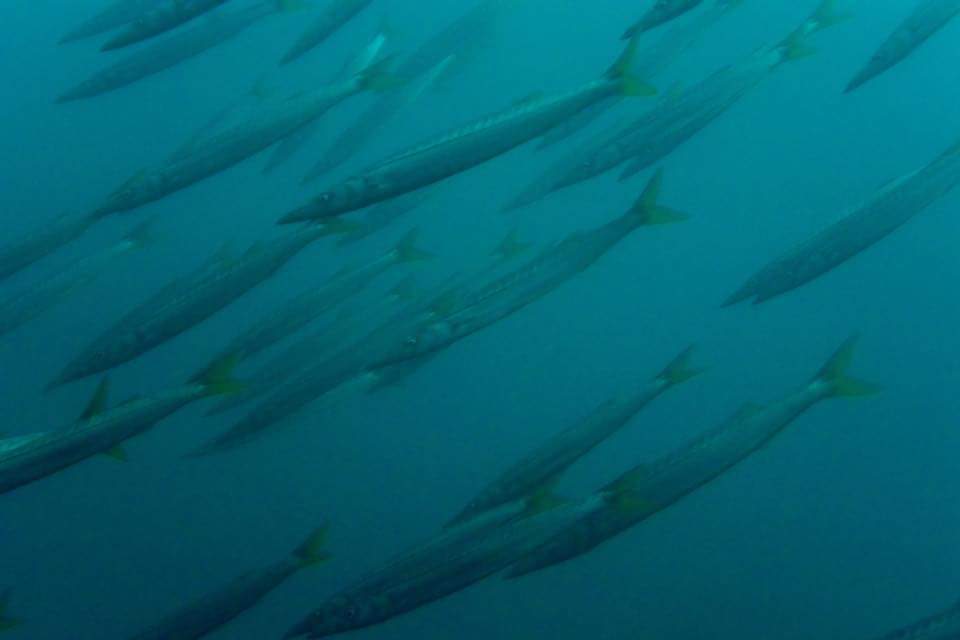 Barracuda (Sphyraena argentea) — Sphyraenidae