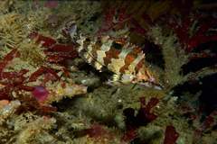 Oxylebius pictus