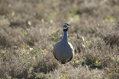 Eupodotis caerulescens