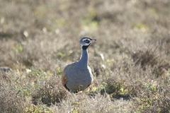 Eupodotis caerulescens