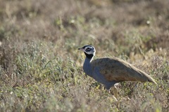 Eupodotis caerulescens