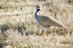 Eupodotis caerulescens