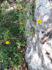 Tagetes parryi