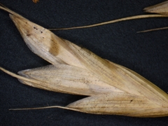 Bromus commutatus