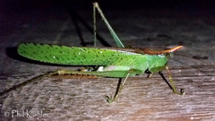 Melanophoxus brunneri