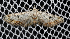 Eupithecia limbata