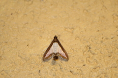Diaphania hyalinata