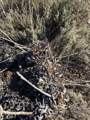 Dudleya cultrata