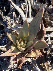 Dudleya cultrata