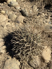 Ferocactus fordii borealis