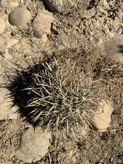 Ferocactus fordii borealis