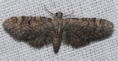 Eupithecia massiliata