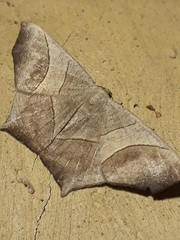 Eutomopepla vorda