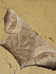 Eutomopepla vorda