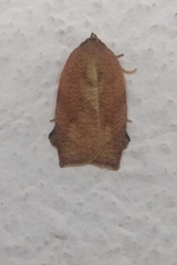 Amorbia