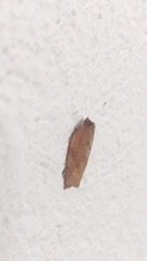 Amorbia