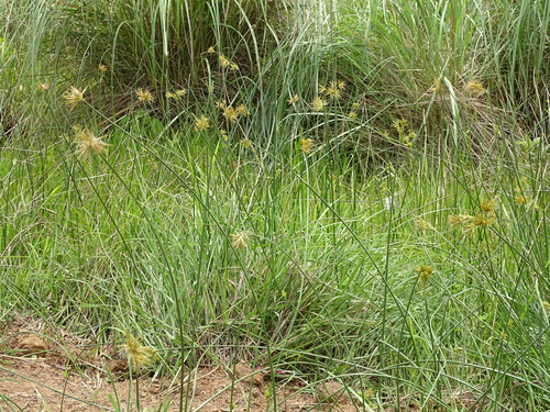 Image of Cyperus natalensis by (c) Shaun Swanepoel, some rights reserved (CC BY)